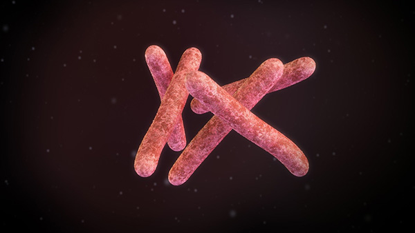Microorganismo que causa la enfermedad extremadamente dañina conocida como tuberculosis