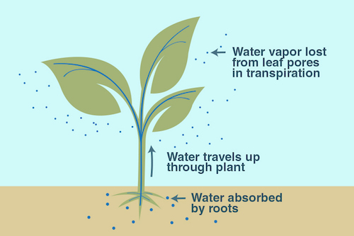 ilustra el proceso de evapotranspiración de una planta