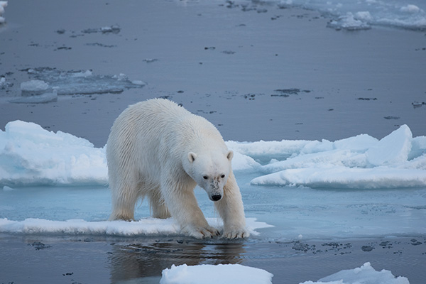 Impacto del calentamiento global en el estrés térmico de los osos polares