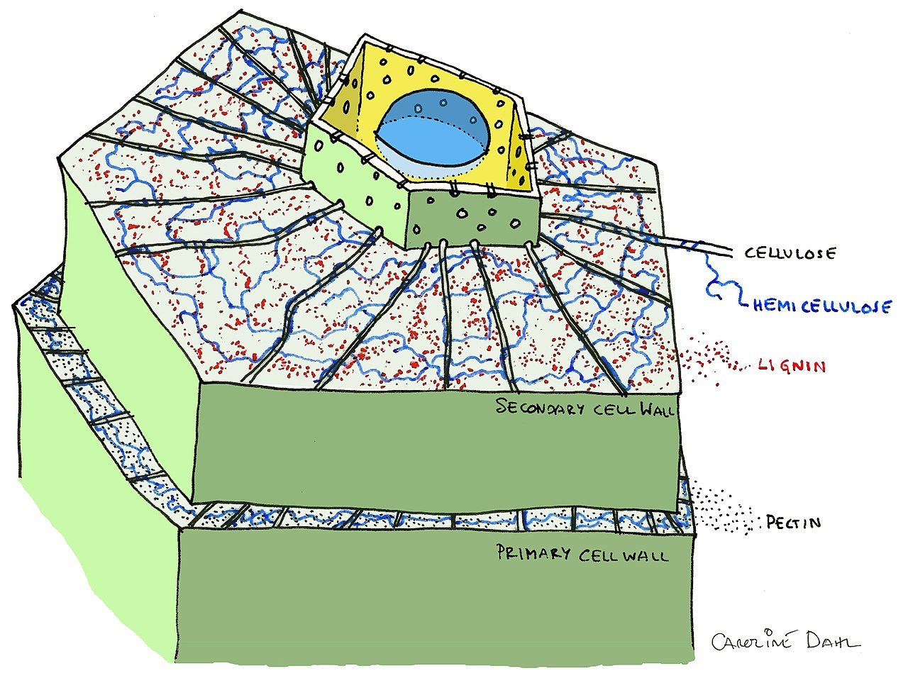 Labelled diagram of a plant cell wall including cellulose