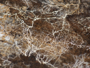 Mycelium root network of a fungi plant