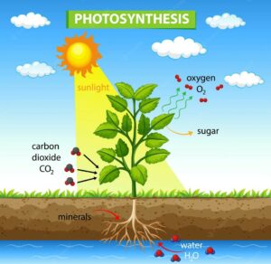 Simplistic depiction of photosynthesis