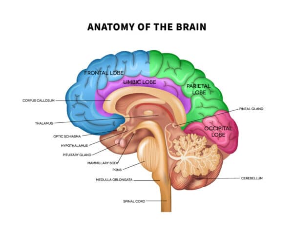 anatomy of the brain diagram hypothalamus