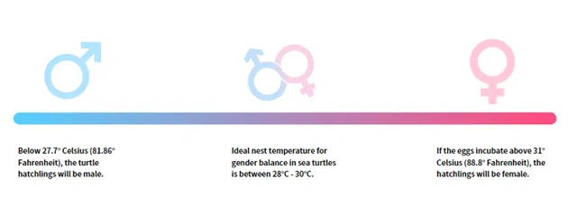 Temperature dependent sex determination in sea turtles