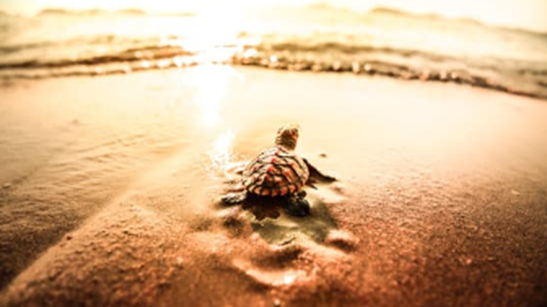 newborn sea turtle