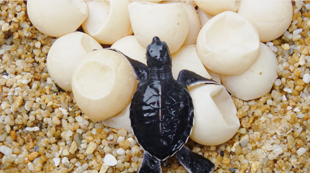 newly hatched sea turtle