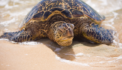 The Delicate Balance of Sea Turtle Survival: How the Thermal Conductivity of Sand Shapes Their Future