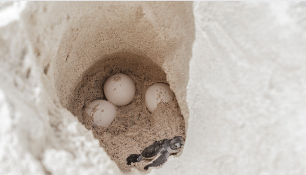 turtle nest with eggs